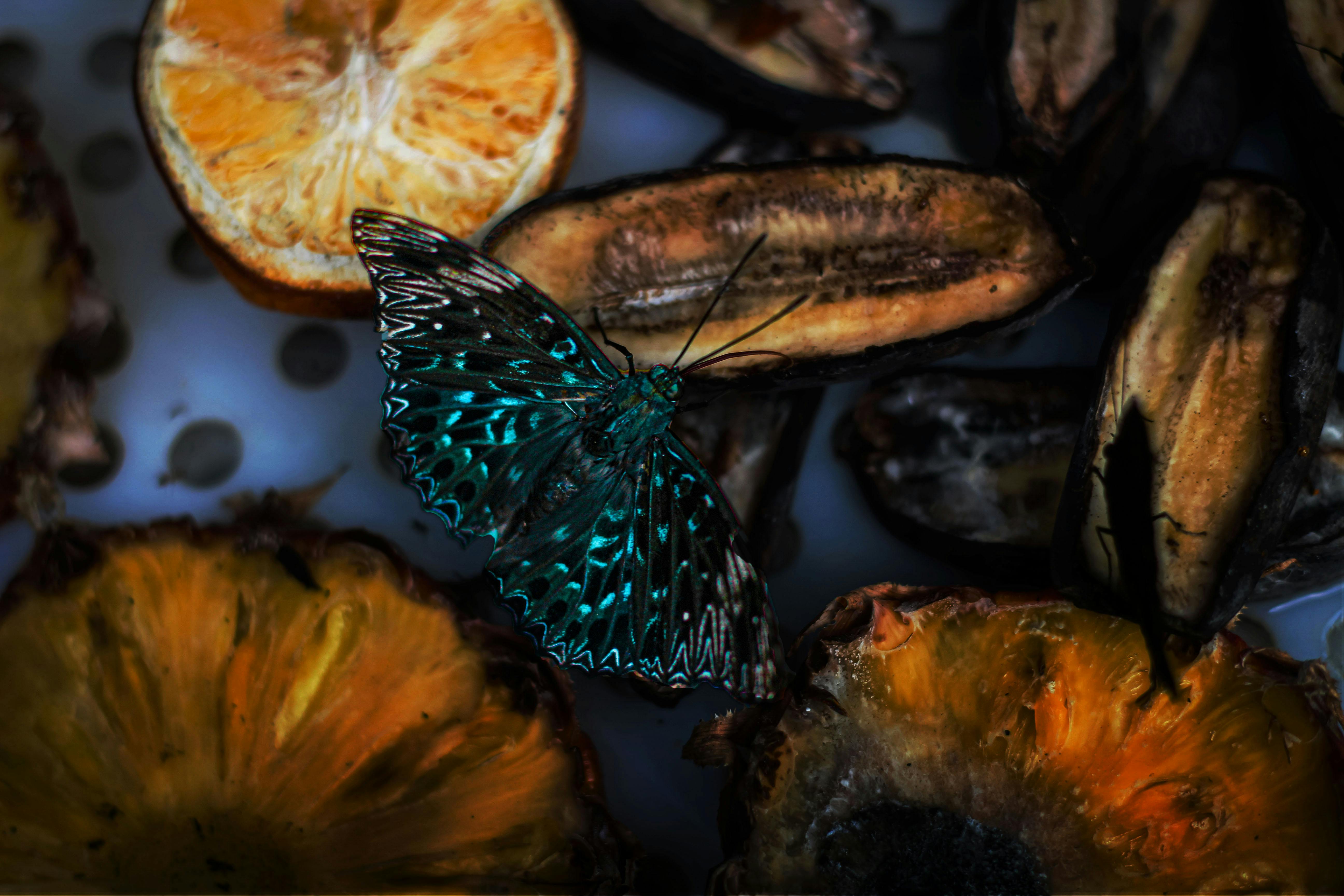 reVISION Discover - a teal butterfly finds nourishment in rotting fruit, revealing transformation and beauty in the overlooked and discarded