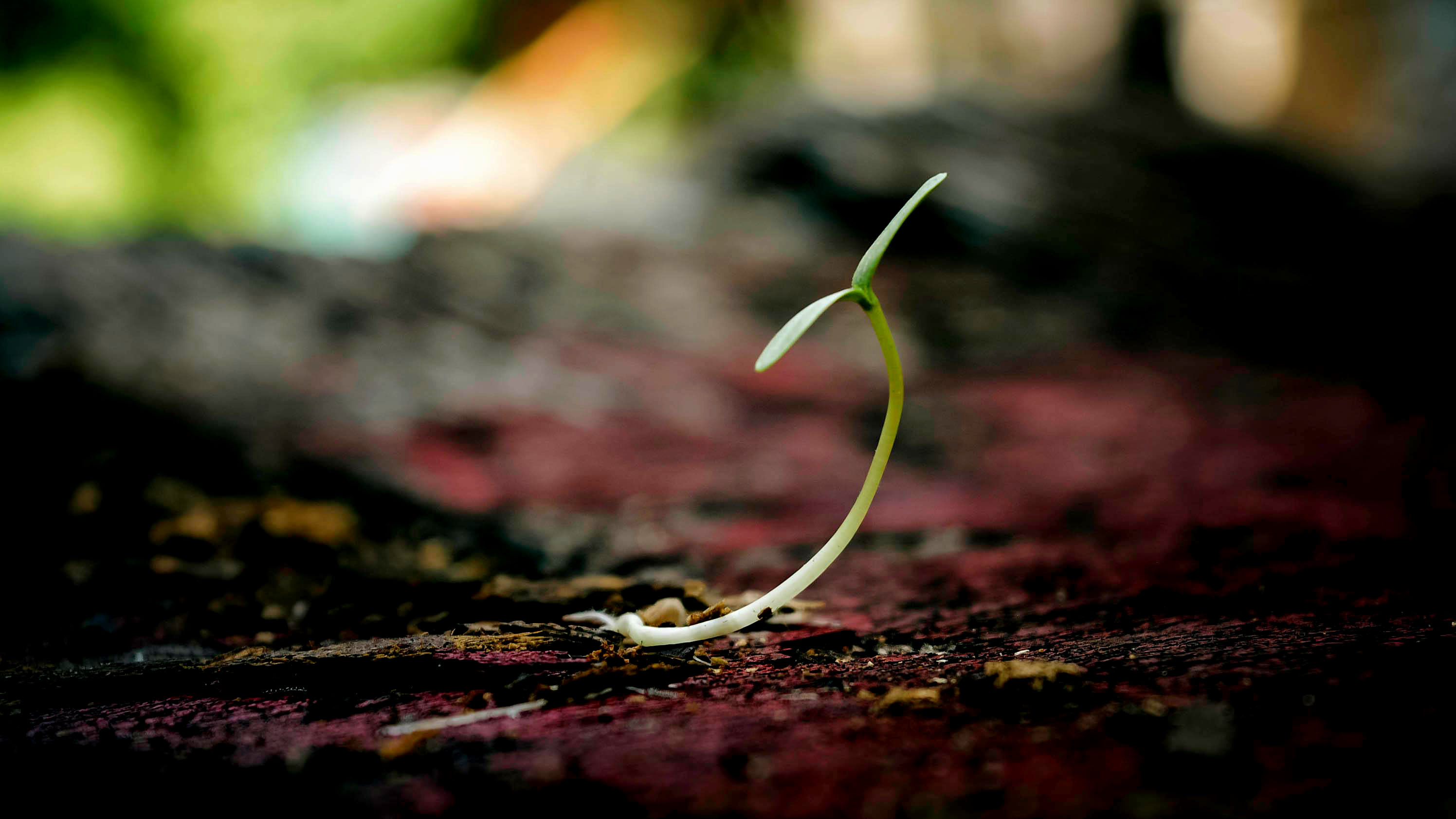 reVISION Learn - a seedling sprouting through fallen leaves toward forest light, representing growth and developing new ways of seeing